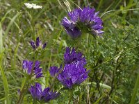 Campanula glomerata ssp glomerata 19, Kluwenklokje, Saxifraga-Willem van Kruijsbergen