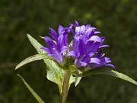 Campanula glomerata ssp glomerata 3, Kluwenklokje, Saxifraga-Jan van der Straaten