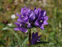 Campanula glomerata ssp glomerata 46, Kluwenklokje, Saxifraga-Harry Jans