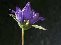 Campanula glomerata ssp glomerata 5, Kluwenklokje, Saxifraga-Jan van der Straaten