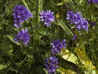 Campanula glomerata ssp glomerata 6, Kluwenklokje, Saxifraga-Jan van der Straaten