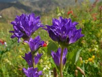 Campanula glomerata ssp oblongifolia 50, Saxifraga-Ed Stikvoort