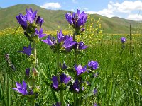 Campanula glomerata ssp oblongifolia 52, Saxifraga-Ed Stikvoort