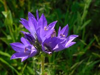 Campanula glomerata ssp oblongifolia 53, Saxifraga-Ed Stikvoort