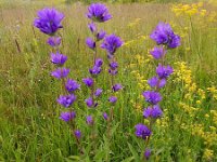 Campanula glomerata ssp oblongifolia 55, Saxifraga-Ed Stikvoort