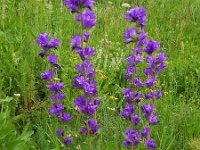 Campanula glomerata ssp oblongifolia 56, Saxifraga-Ed Stikvoort