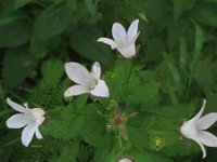 Campanula lactiflora 2, Saxifraga-Rutger Barendse