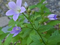 Campanula lactiflora 5, Saxifraga-Ab H Baas