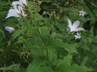 Campanula lactiflora 6, Saxifraga-Rutger Barendse