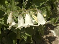 Campanula ochroleuca 2, Saxifraga-Jan van der Straaten