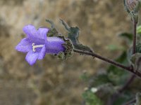 Campanula pelviformis 2, Saxifraga-Jan van der Straaten