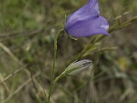 Campanula persicifolia 10, Prachtklokje, Saxifraga-Jan van der Straaten