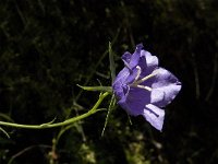 Campanula persicifolia 11, Prachtklokje, Saxifraga-Jan van der Straaten