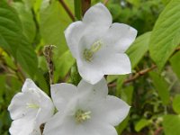 Campanula persicifolia 12, Prachtklokje, Saxifraga-Rutger Barendse