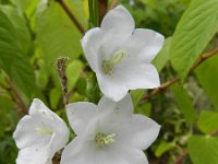 Campanula persicifolia 13, Prachtklokje, Saxifraga-Rutger Barendse