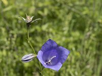 Campanula persicifolia 16, Prachtklokje, Saxifraga-Willem van Kruijsbergen