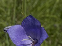 Campanula persicifolia 18, Prachtklokje, Saxifraga-Willem van Kruijsbergen