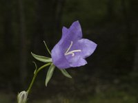 Campanula persicifolia 2, Prachtklokje, Saxifraga-Jan van der Straaten