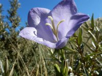 Campanula persicifolia 20, Prachtklokje, Saxifraga-Ed Stikvoort