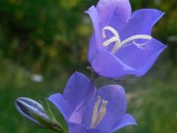 Campanula persicifolia 22, Prachtklokje, Saxifraga-Ed Stikvoort