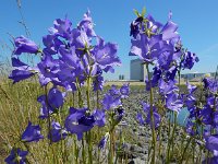 Campanula persicifolia 27, Prachtklokje, Saxifraga-Ed Stikvoort