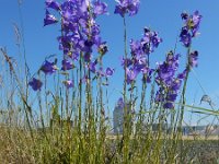 Campanula persicifolia 29, Prachtklokje, Saxifraga-Ed Stikvoort