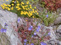 Campanula persicifolia 31, Saxifraga-Harry Jans  Campanula pesicifolia