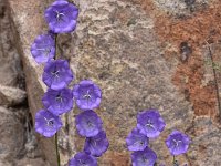 Campanula persicifolia 32, Saxifraga-Harry Jans  Campanula persicifolia