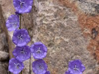 Campanula persicifolia 33, Saxifraga-Harry Jans  Campanula persicifolia