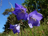 Campanula persicifolia 35, Prachtklokje, Saxifraga-Ed Stikvoort