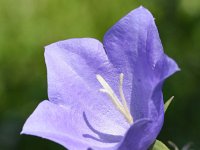 Campanula persicifolia 38, Prachtklokje, Saxifraga-Sonja Bouwman