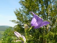 Campanula persicifolia 40, Prachtklokje, Saxifraga-Hans Grotenhuis