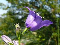 Campanula persicifolia 41, Prachtklokje, Saxifraga-Hans Grotenhuis