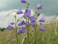 Campanula persicifolia 5, Prachtklokje, Saxifraga-Jan Willem Jongepier