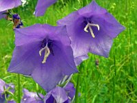 Campanula persicifolia 50, Prachtklokje, Saxifraga-Hans Grotenhuis