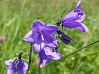 Campanula persicifolia 7, Prachtklokje, Saxifraga-Bart Vastenhouw