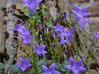 Campanula portenschlagiana 10, Dalmatieklokje, Saxifraga-Ed Stikvoort