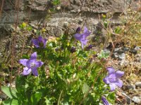 Campanula portenschlagiana 3, Dalmatiëklokje, Saxifraga-Rutger Barendse