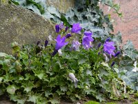 Campanula portenschlagiana 6, Dalmatiëklokje, Saxifraga-Rutger Barendse