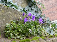 Campanula portenschlagiana 7, Dalmatiëklokje, Saxifraga-Rutger Barendse