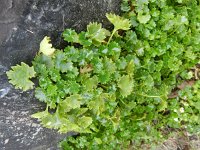 Campanula portenschlagiana 8, Dalmatiëklokje, Saxifraga-Rutger Barendse