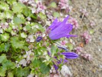 Campanula portenschlagiana 9, Dalmatiëklokje, Saxifraga-Rutger Barendse