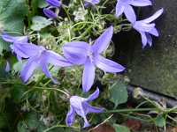 Campanula poscharskyana 13, Kruipklokje, Saxifraga-Rutger Barendse