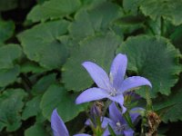 Campanula poscharskyana 15, Kruipklokje, Saxifraga-Ed Stikvoort