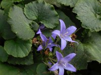 Campanula poscharskyana 16, Kruipklokje, Saxifraga-Ed Stikvoort