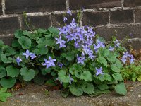 Campanula poscharskyana 18, Kruipklokje, Saxifraga-Ed Stikvoort