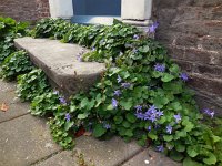 Campanula poscharskyana 19, Kruipklokje, Saxifraga-Ed Stikvoort