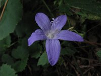 Campanula poscharskyana 2, Kruipklokje, Saxifraga-Rutger Barendse