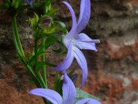 Campanula poscharskyana 20, Kruipklokje, Saxifraga-Ed Stikvoort