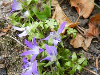 Campanula poscharskyana 22, Kruipklokje, Saxifraga-Rutger Barendse